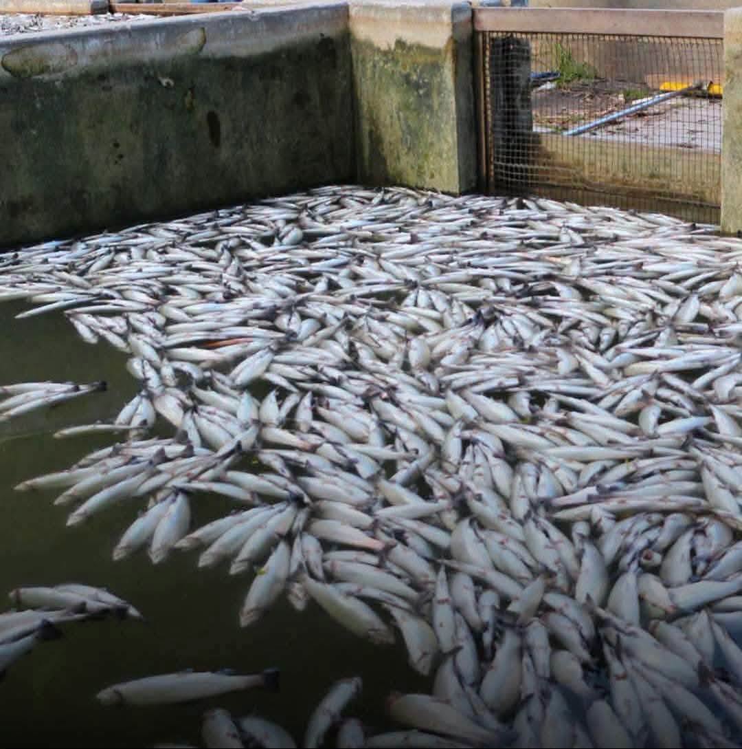 MUEREN CERCA DE 70 MIL TRUCHAS EN HUARAZ Y CRECE LA INCERTIDUMBRE SOBRE LA CALIDAD DEL AGUA