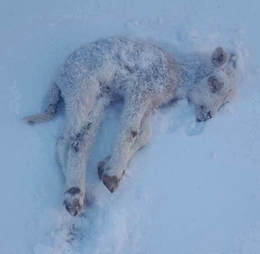 NEVADAS PONEN EN ALERTA A ILAVE: GANADO QUEDA SIN PASTOS Y FAMILIAS PIDEN ATENCIÓN