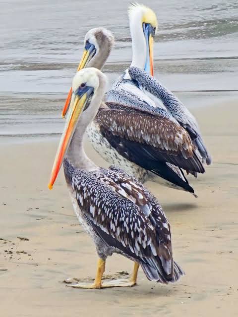 AVES MARINAS LLEGAN A MUELLES Y EVIDENCIAN CAMBIOS EN EL MAR POR EL NIÑO COSTERO